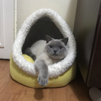 British Shorthair, Kedi  lokum fotoğrafı