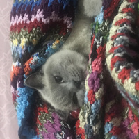 British Shorthair, Kedi  lokum fotoğrafı
