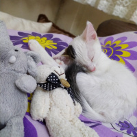 Tekir Kedi, Kedi  BEYAZIM VE UFACIK TEKİRİM fotoğrafı