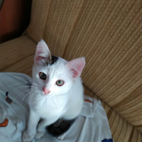 Tekir Kedi, Kedi  BEYAZIM VE UFACIK TEKİRİM fotoğrafı