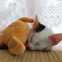 Tekir Kedi, Kedi  BEYAZIM VE UFACIK TEKİRİM fotoğrafı