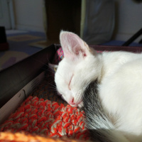 Tekir Kedi, Kedi  BEYAZIM VE UFACIK TEKİRİM fotoğrafı