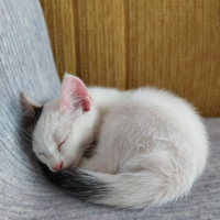 Tekir Kedi, Kedi  BEYAZIM VE UFACIK TEKİRİM fotoğrafı