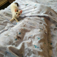 Tekir Kedi, Kedi  BEYAZIM VE UFACIK TEKİRİM fotoğrafı