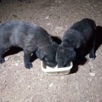 Sokö (Sokak Köpeği), Köpek  Gece ve kömür fotoğrafı