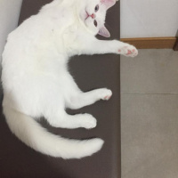 British Shorthair, Kedi  Yuumi fotoğrafı