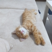 Sarman, Kedi  Winnie fotoğrafı