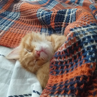 Sarman, Kedi  Winnie fotoğrafı