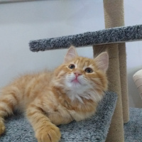 Sarman, Kedi  Winnie fotoğrafı