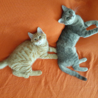 Sarman, Kedi  Winnie fotoğrafı