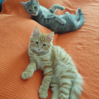 Sarman, Kedi  Winnie fotoğrafı