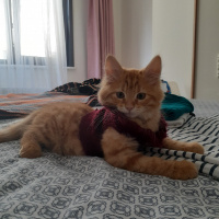 Sarman, Kedi  Winnie fotoğrafı