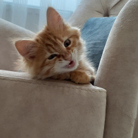 Sarman, Kedi  Winnie fotoğrafı