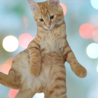 Sarman, Kedi  Winnie fotoğrafı