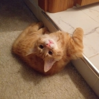 Sarman, Kedi  Winnie fotoğrafı