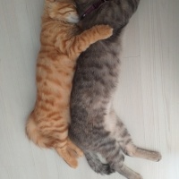 Sarman, Kedi  Winnie fotoğrafı