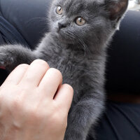 British Shorthair, Kedi  Leo fotoğrafı