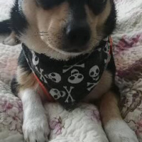 Minyatür Pinscher, Köpek  Kurt fotoğrafı