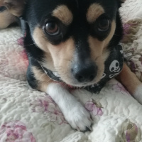 Minyatür Pinscher, Köpek  Kurt fotoğrafı