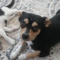Minyatür Pinscher, Köpek  Kurt fotoğrafı