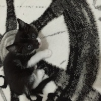 Tekir Kedi, Kedi  Yumi  fotoğrafı