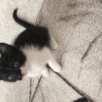 Tekir Kedi, Kedi  Yumi  fotoğrafı