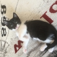 Tekir Kedi, Kedi  Yumi  fotoğrafı