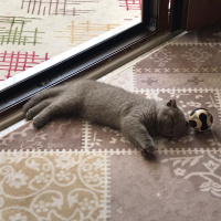 Scottish Fold, Kedi  Mirket fotoğrafı