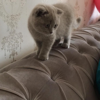 Scottish Fold, Kedi  Mirket fotoğrafı