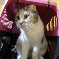 Tekir Kedi, Kedi  Şışıl fotoğrafı