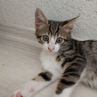 Tiffany/Chantilly, Kedi  Biber fotoğrafı