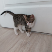 Tiffany/Chantilly, Kedi  Biber fotoğrafı