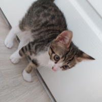 Tiffany/Chantilly, Kedi  Biber fotoğrafı