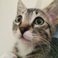 Tekir Kedi, Kedi  Minik fotoğrafı