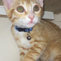 Sarman, Kedi  Efe fotoğrafı