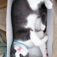 Tekir Kedi, Kedi  Bay Minti fotoğrafı