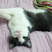 Tekir Kedi, Kedi  Bay Minti fotoğrafı