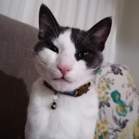 Tekir Kedi, Kedi  Bay Minti fotoğrafı