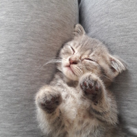Scottish Fold, Kedi  Ares fotoğrafı