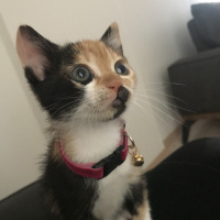 Tekir Kedi, Kedi  Cadı fotoğrafı