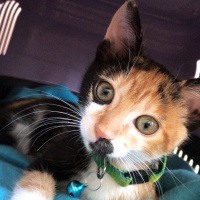 Tekir Kedi, Kedi  Cadı fotoğrafı