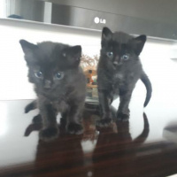 Tekir Kedi, Kedi  Zeytin fotoğrafı