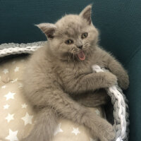 British Shorthair, Kedi  Kokoş fotoğrafı