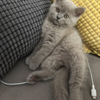 British Shorthair, Kedi  Kokoş fotoğrafı