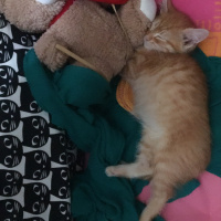 Sarman, Kedi  tarçın fotoğrafı