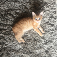 Sarman, Kedi  tarçın fotoğrafı