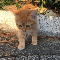 Sarman, Kedi  tarçın fotoğrafı