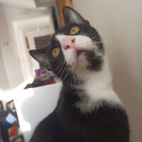 Tuxedo (Smokin) Kedi, Kedi  Misket fotoğrafı