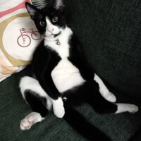 Tuxedo (Smokin) Kedi, Kedi  Misket fotoğrafı