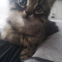 Tekir Kedi, Kedi  Çakıl fotoğrafı